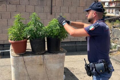piante marijuana biancavilla sequestro polizia